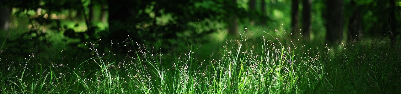 Томская областная профсоюзная организация работников лесных отраслей Российской Федерации